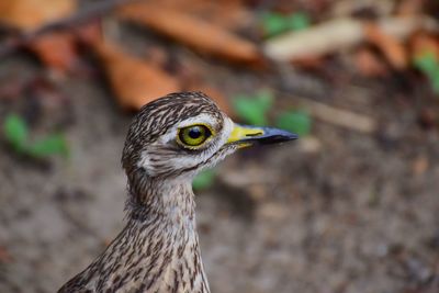 Close-up of bird