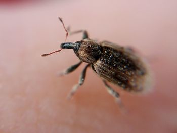 Macro shot of beetle on surface