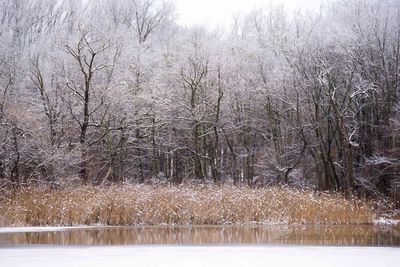 Reflection of trees in water