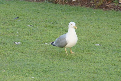 Bird on grassy field