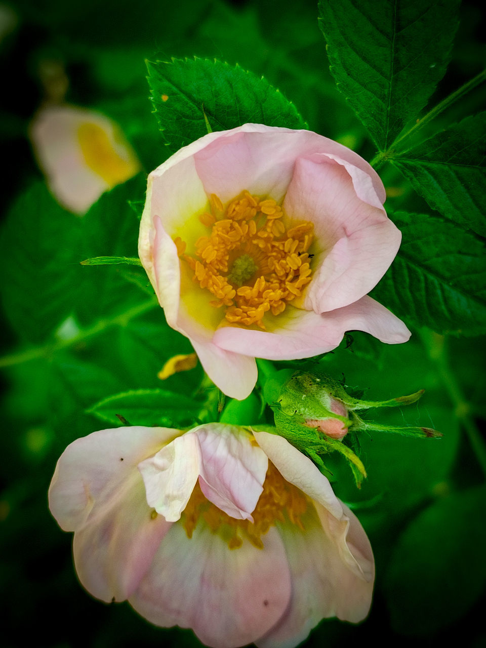 CLOSE-UP OF PINK ROSE