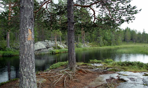 Scenic view of lake in forest