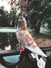 Close-up of pigeon perching on railing