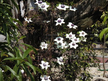 Close-up of white flowers blooming on tree