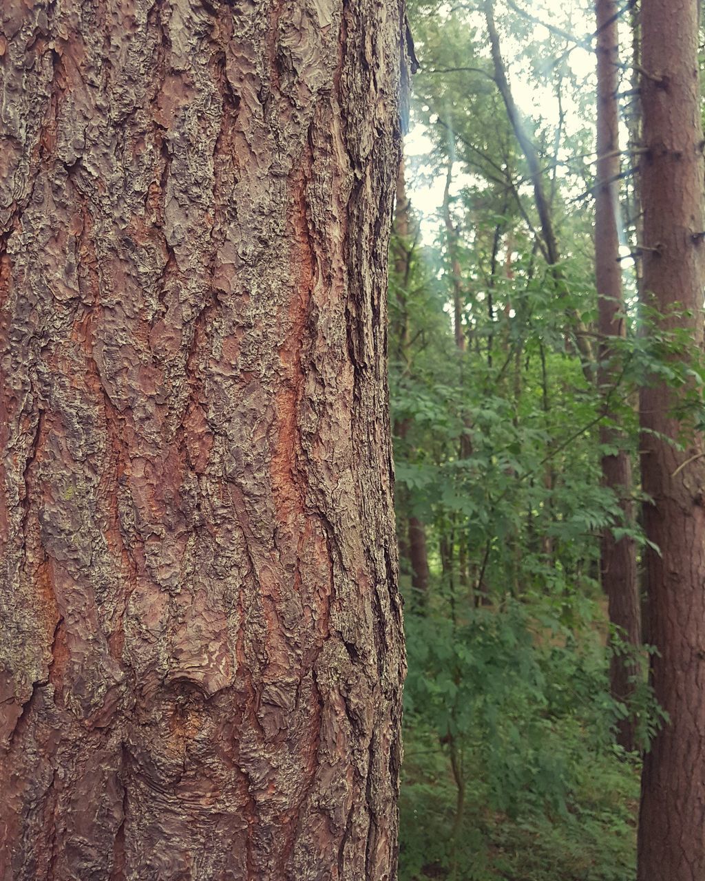 CLOSE-UP OF TREE TRUNK AMIDST PLANTS