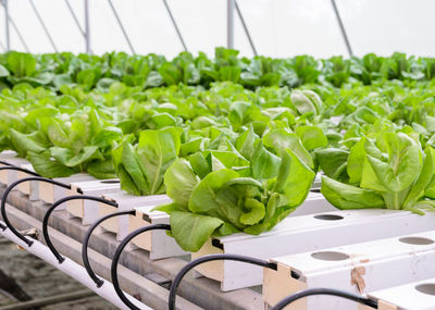 Close-up of vegetables in container