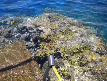 High angle view of fish in sea