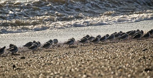Scenic view of shore birds on beach