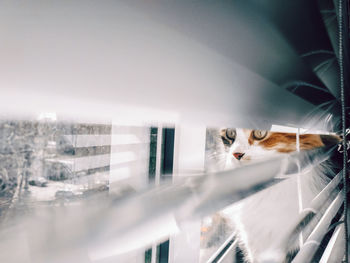 Portrait of a cat seen through glass