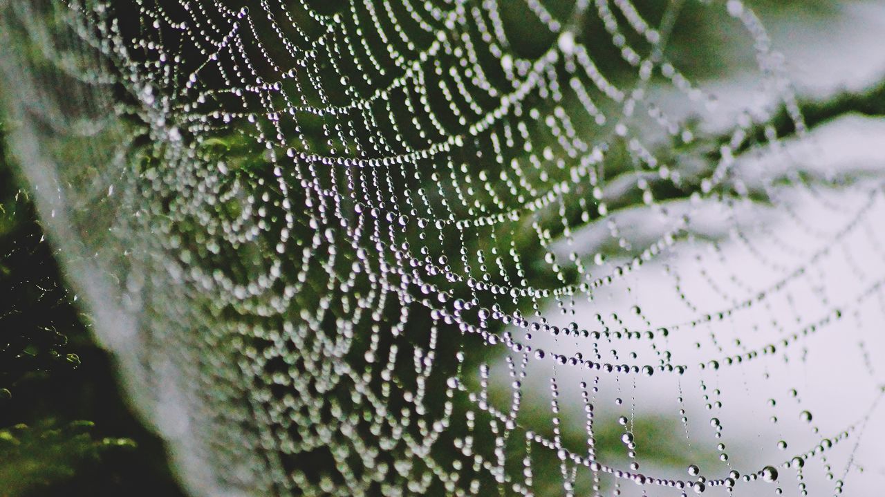 WATER DROPS ON SPIDER WEB