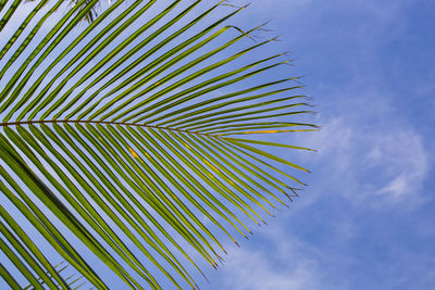 Low angle view of palm tree against sky