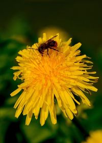 Close-up of insect on yellow flower