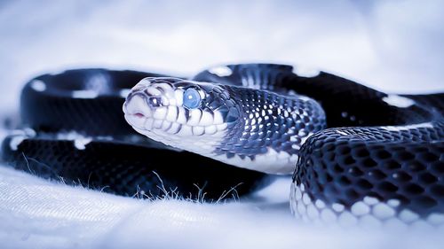 Close-up of a turtle