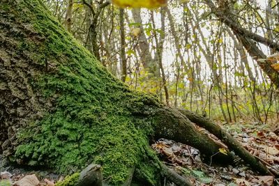 Moss growing on tree trunk in forest
