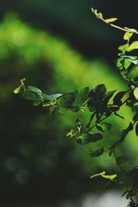 Close-up of insect on plant