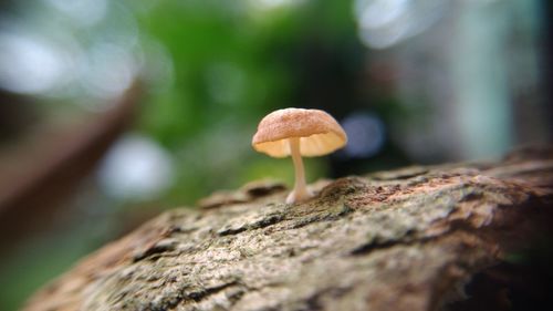 Close-up of mushroom growing on tree trunk