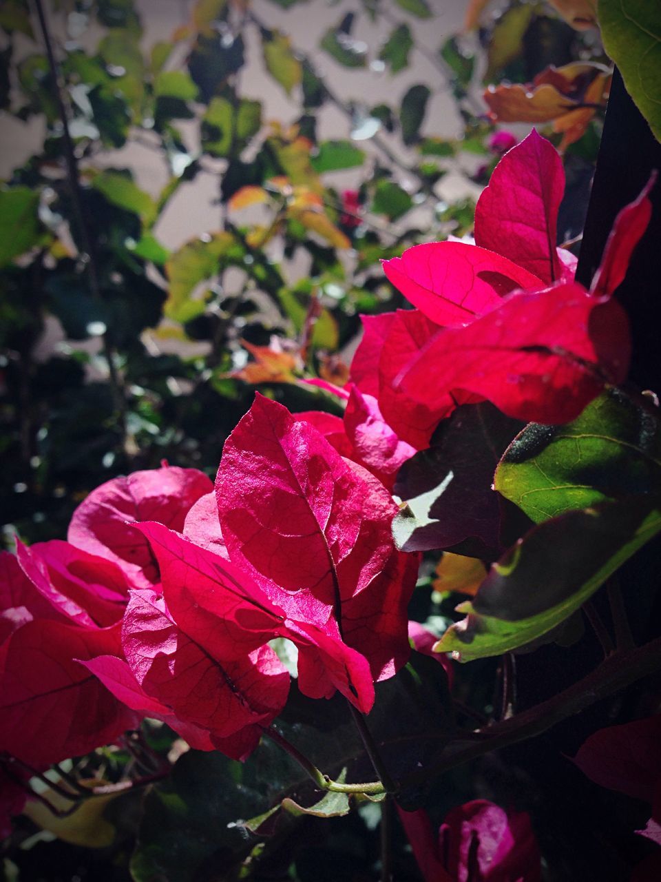 flower, petal, freshness, fragility, growth, red, leaf, flower head, beauty in nature, close-up, plant, nature, focus on foreground, blooming, pink color, wet, outdoors, in bloom, rose - flower, drop