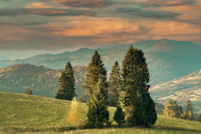 Panoramic view of trees on field against sky