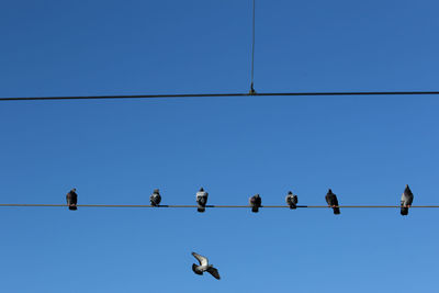 Pigeons perch on cable wire in estoril, portugal. low angle view of birds perching on cable. 