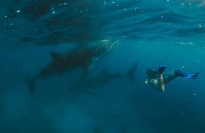 Woman swimming with whale sharks in sea