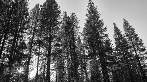 Low angle view of trees against clear sky