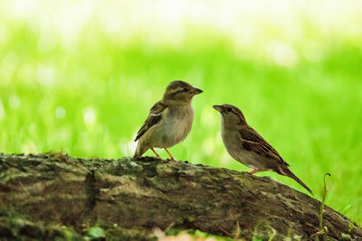 Bird perching on a tree