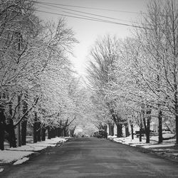 Empty road along trees