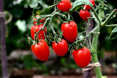 Close-up of red berries growing on tree