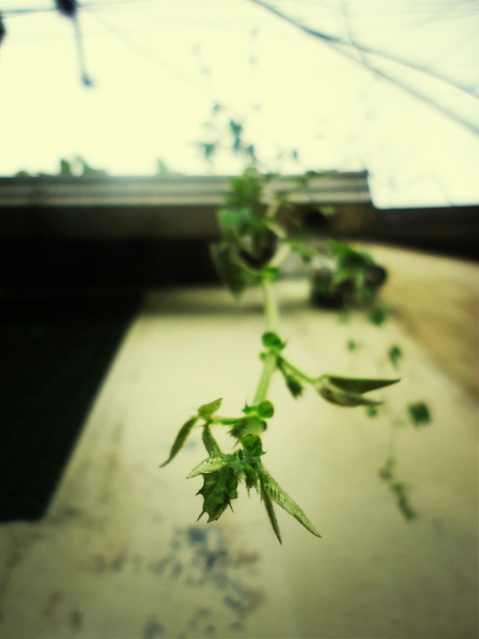 leaf, focus on foreground, indoors, selective focus, plant, close-up, growth, freshness, window, potted plant, built structure, green color, architecture, nature, day, no people, table, water, fragility