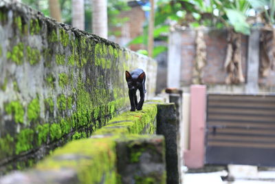 Man walking on footpath