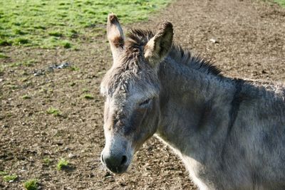 Close-up of a horse on field