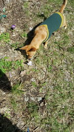 High angle view of dog on grass