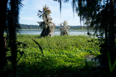 Lake with trees in background