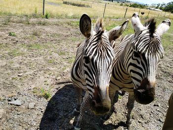 High angle view of zebras on field