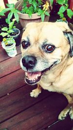 Close-up portrait of a dog looking away