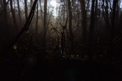 Close-up of bare trees in forest