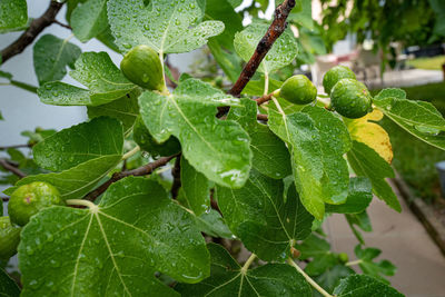 Close-up of wet plant leaves