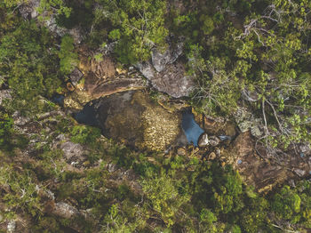 High angle view of lizard on rock in forest