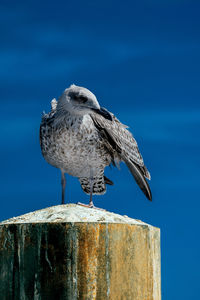 Close-up of seagull perching on wooden post