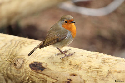 Close-up of bird perching outdoors