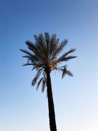 Low angle view of palm tree against clear blue sky