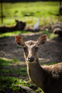 Potrait of stag on field