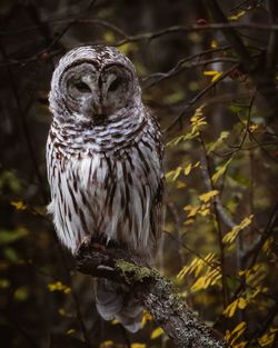 Close-up of owl perching on tree