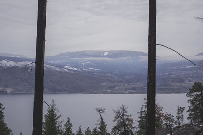 Trees growing by lake against sky