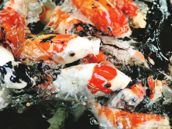 Close-up of koi fish in water