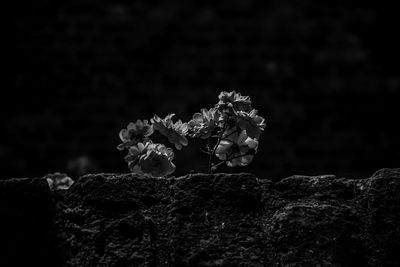 Close-up of flowering plant on rock