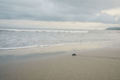 Scenic view of baby turtle in a beach against sky