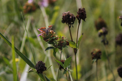 Close-up of flowering plant