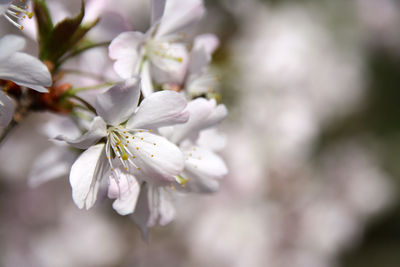 Close-up of white flowers