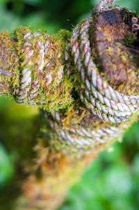 Close-up of lizard on plant